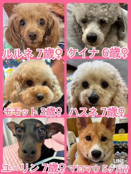 🐾今日の里親様募集中ワンコ🐶メンバーです🐾2023,6,13【保護犬カフェ天神橋店】